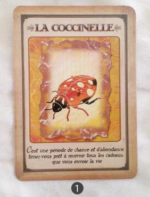 9 au 15 mai - Votre énergie de la semaine avec les cartes Messages de votre Animal Totem de Steven D. Farmer - Quelle sera votre énergie cette semaine - Graine d'Eden tarot et oracle divinatoires