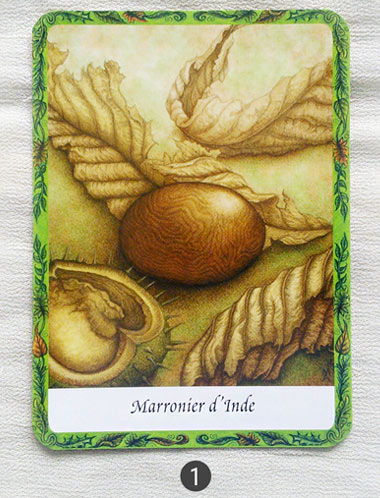 22 au 28 aout - Votre guidance de la semaine Les cartes de l'Oracle des Arbres de Jane Struthers - Graine d'Eden Tarots et Oracles divinatoires