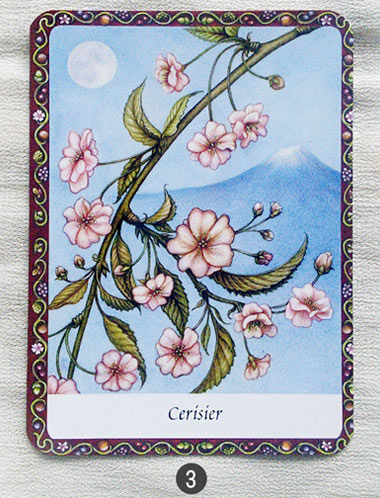 22 au 28 aout - Votre guidance de la semaine Les cartes de l'Oracle des Arbres de Jane Struthers - Graine d'Eden Tarots et Oracles divinatoires