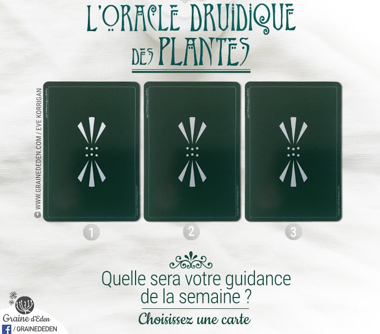 13 au 19 mars 2017 – Votre guidance de la semaine avec L'Oracle Druidique des Plantes de Philip et Stephanie Carr-Gomm - Graine d'Eden Tarots et Oracles divinatoires - avis, review, présentations