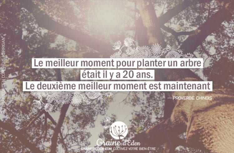 Le meilleur moment pour planter un arbre était il y a 20 ans. Le deuxième meilleur moment est maintenant.