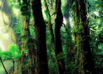 Graine d'Eden bien-être Méditation pour se relier à la Terre