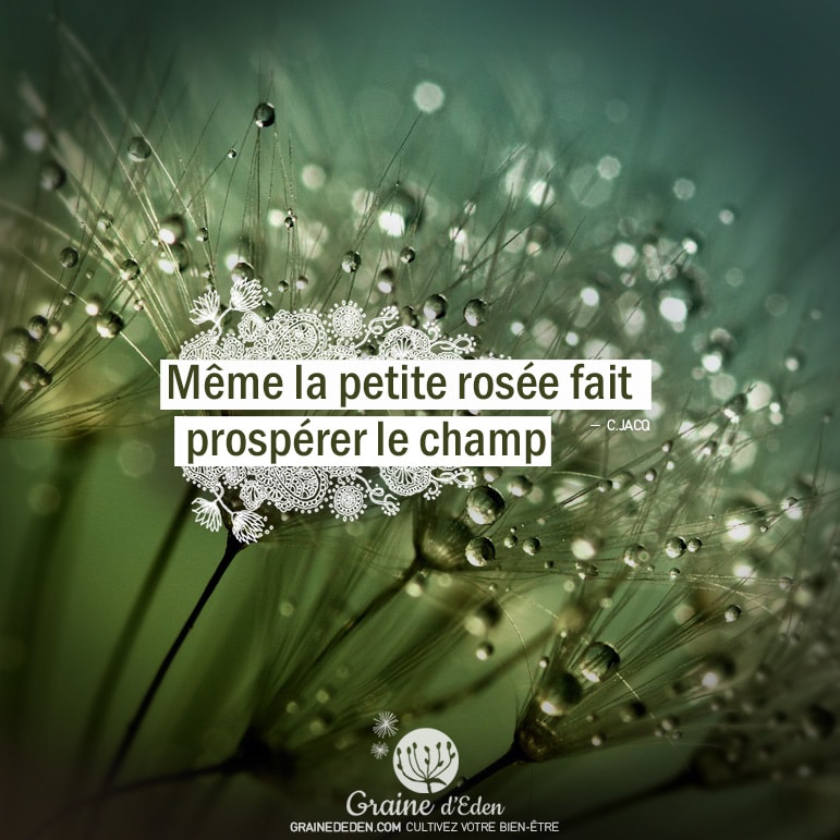 Même la petite rosée fait prospérer le champ. Christian Jacq citation - Graine d'Eden citation