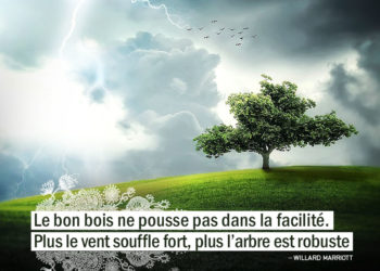 Le bon bois ne pousse pas dans la facilité. Plus le vent souffle, plus l'arbre est robuste. WILLARD MARRIOTT - Graine d'Eden Citation