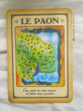 Messages de votre animal totem - Graine d'Eden review et présentation de cartes oracle divinatoire, de tarot divinatoire.