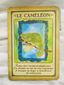 Messages de votre animal totem - Graine d'Eden review et présentation de cartes oracle divinatoire, de tarot divinatoire.