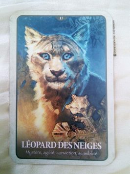 Les cartes Oracle le langage secret des animaux de Chip Richards - Graine d'Eden review et présentation de cartes oracle divinatoire, de tarot divinatoire.