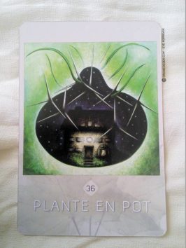 L'Oracle des esprits de la nature de Loan Miège - Présentation oracle divinatoire, tarot divinatoire, développement personnel - Graine d'Eden La bibliothèque des Oracles