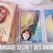 Les cartes Oracle le langage secret des animaux de Chip Richards - Graine d'Eden review et présentation de cartes oracle divinatoire, de tarot divinatoire.