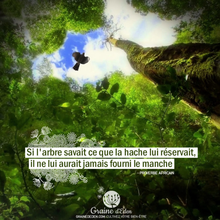 Si l'arbre savait ce que la hache lui réservait, il ne lui aurait jamais fourni le manche. PROVERBE AFRICAIN - Graine d'Eden Citations