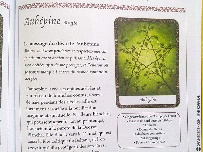 L'Oracle des Arbres de Jane Struthers - Graine d'Eden Développement personnel, spiritualité, guidance, oracles et tarots divinatoires - La bibliothèque des Oracles