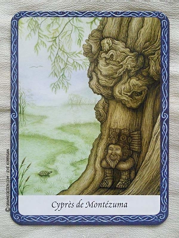 L'Oracle des Arbres de Jane Struthers - Graine d'Eden Développement personnel, spiritualité, guidance, oracles et tarots divinatoires - La bibliothèque des Oracles