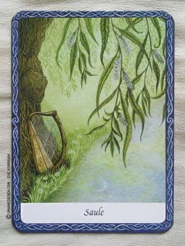L'Oracle des Arbres de Jane Struthers - Graine d'Eden Développement personnel, spiritualité, guidance, oracles et tarots divinatoires - La bibliothèque des Oracles