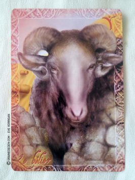 L'Oracle du Peuple Animal de Arnaud Riou - Graine d'Eden Développement personnel, spiritualité, tarots et oracles divinatoires, Bibliothèques des Oracles, avis, présentation, review