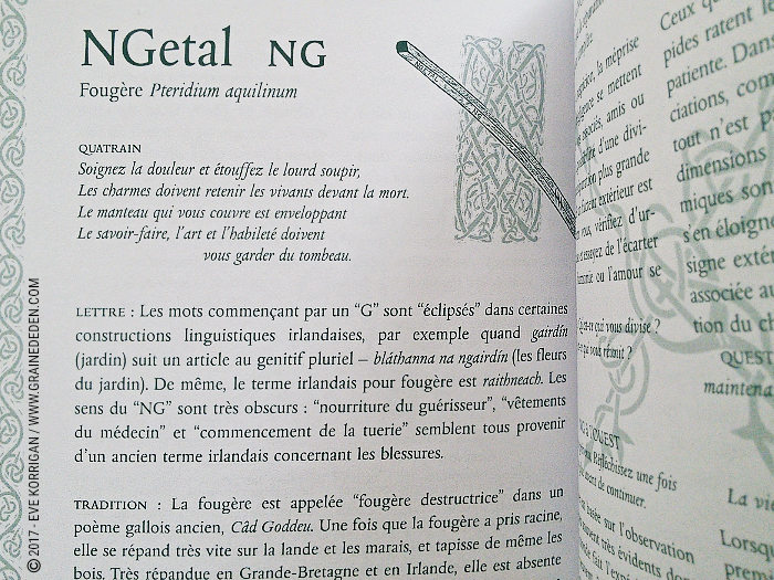 Bâtonnets Celtiques de Sagesse - Oracle Ogham de Caitlin Matthews - Graine d'Eden Développement personnel, spiritualité, tarots et oracles divinatoires, Bibliothèques des Oracles, avis, présentation, review , revue