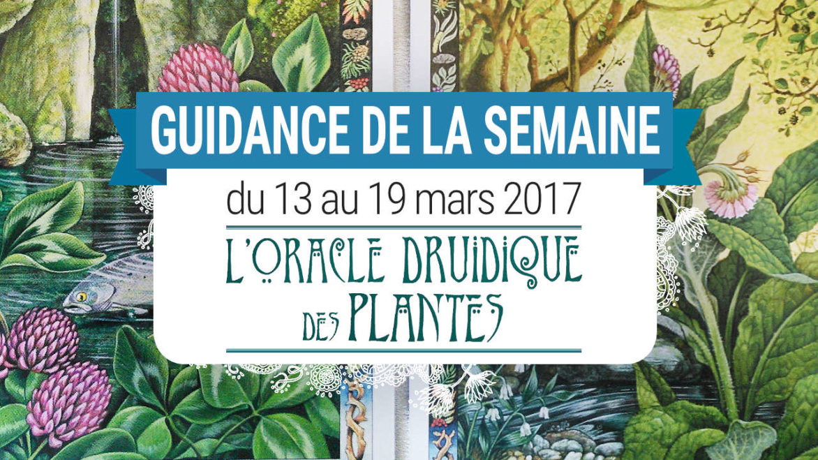 13 au 19 mars 2017 – Votre guidance de la semaine avec L'Oracle Druidique des Plantes de Philip et Stephanie Carr-Gomm - Graine d'Eden Tarots et Oracles divinatoires - avis, review, présentations