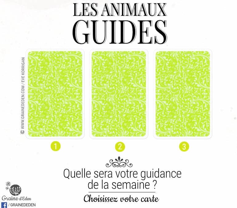 6 au 12 Novembre 2017 - Votre guidance de la semaine avec le Coffret des Animaux-Guides de Catherine Sorolla Menassieu - Graine d'Eden Eve Korrigan - Développement personnel, spiritualité, tarots et oracles divinatoires, Bibliothèques des Oracles, avis, présentation, review , revue