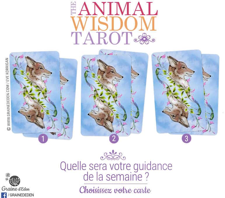 18 au 24 Décembre 2017 - Votre guidance de la semaine avec The Animal Wisdom Tarot de Dawn Brunke et Ola Liola - Graine d'Eden Eve Korrigan - Développement personnel, spiritualité, tarots et oracles divinatoires, Bibliothèques des Oracles, avis, présentation, review , revue