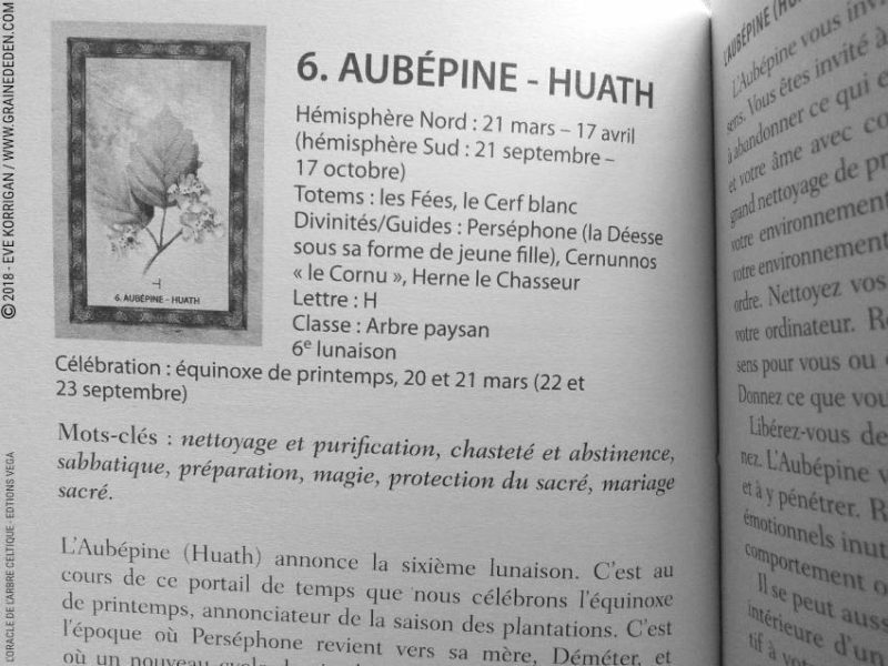 Review L'Oracle de l'Arbre Celtique de Sharlyn Hidalgo et Jimmy Manton - Graine d'Eden Développement personnel, spiritualité, tarots et oracles divinatoires, Bibliothèques des Oracles, avis, présentation, review tarot oracle , revue tarot oracle