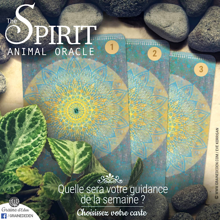 24 au 30 décembre 2018 - Votre guidance de la semaine avec The Spirit Animal Oracle de Colette Baron-Reid et Jena DellaGrottaglia - Graine d'Eden Développement personnel, spiritualité, tarots et oracles divinatoires, Bibliothèques des Oracles, avis, présentation, review tarot oracle , revue tarot oracle